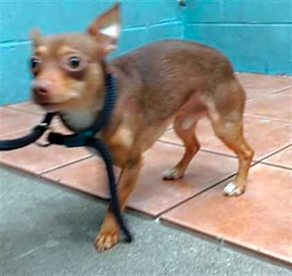 Photo of CHOKO #image