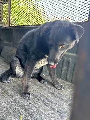 Photo of Francine-Adoptable Awaiting S/N #image