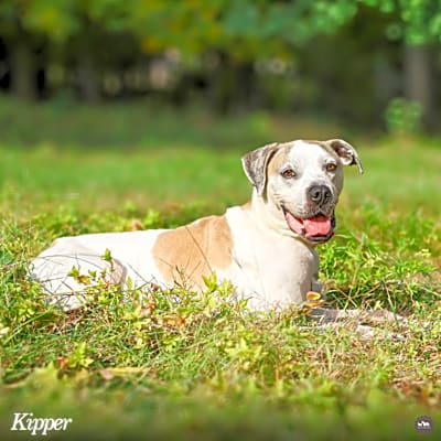 Photo of Kipper #image