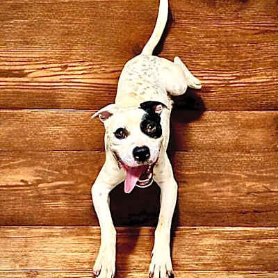 Photo of PETEY #image