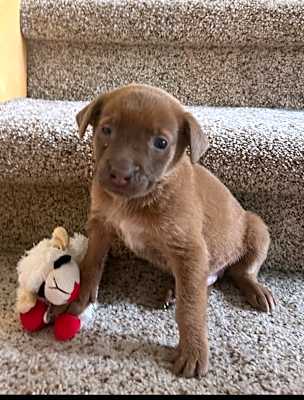Photo of Milo #image