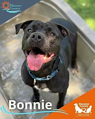 Photo of BONNIE #image