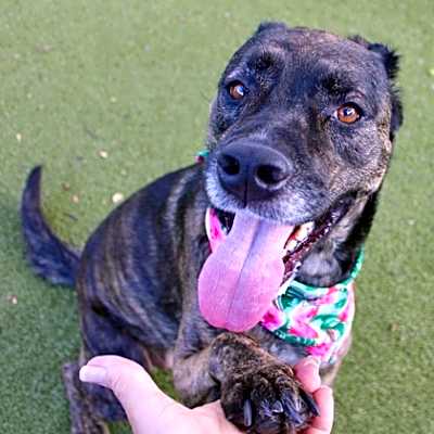 Photo of Nala #image