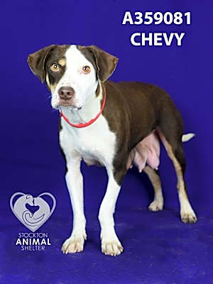 Photo of CHEVY #image