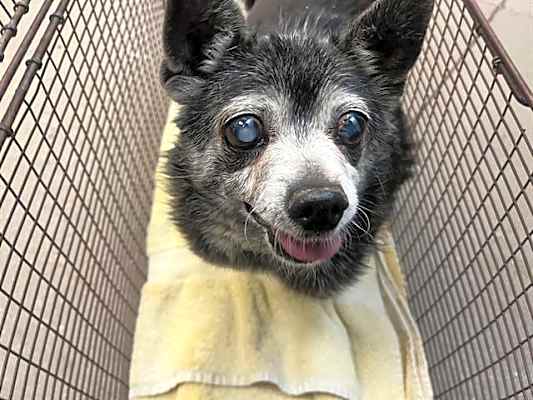 Photo of CHICO #image