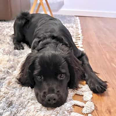 Photo of Piper #image