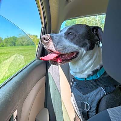 Photo of Spud #image