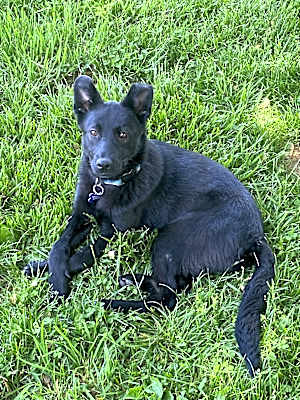 Photo of Nala (4mo CAT FRIENDLY!!) #image