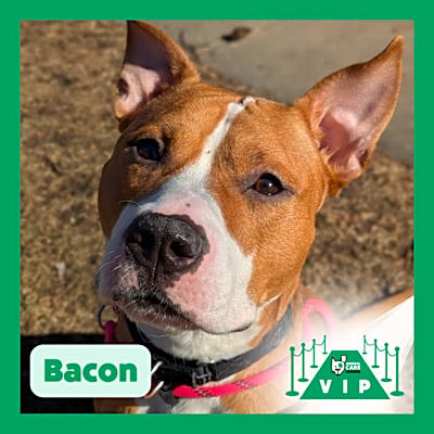 Photo of Bacon #image