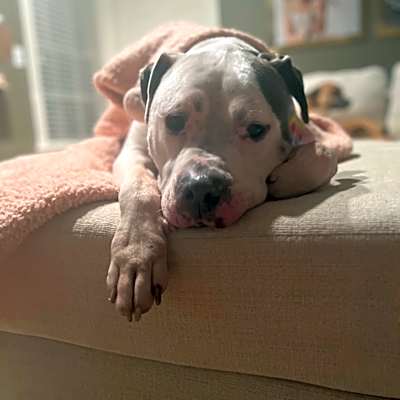 Photo of Bama #image