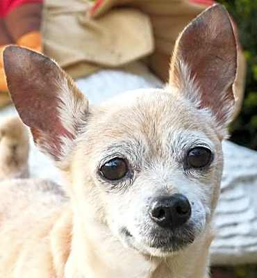 Photo of PEACHES #image