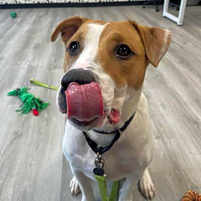 Photo of Baxter #image