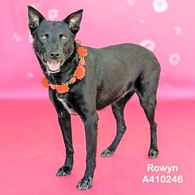 Photo of ROWYN #image
