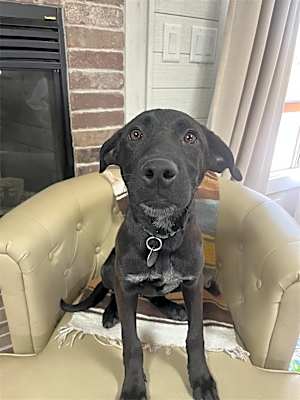 Photo of Krypto #image
