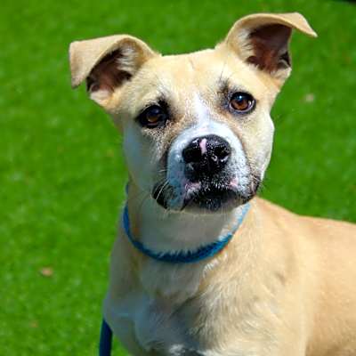 Photo of Buckley #image