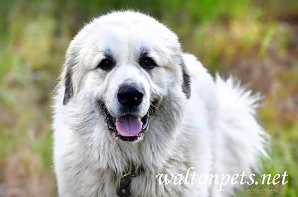 Photo of Rambo #18862 #image