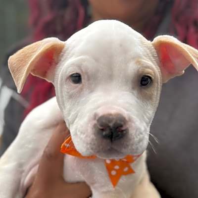 Photo of NY Ares (Foster Carmel) #image