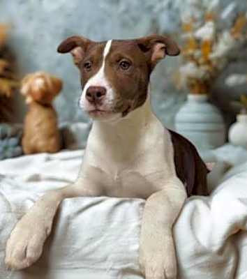 Photo of Gunnar #image