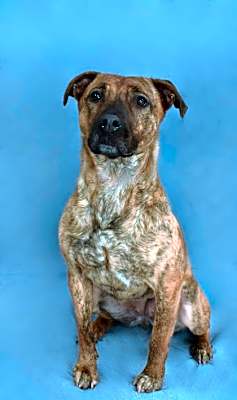 Photo of Pepper 148-25 #image