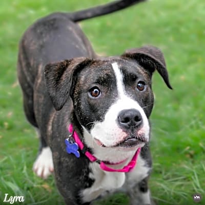 Photo of Lyra #image