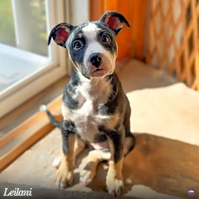 Photo of Leilani  #image