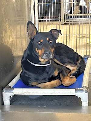 Photo of DAVIE #image