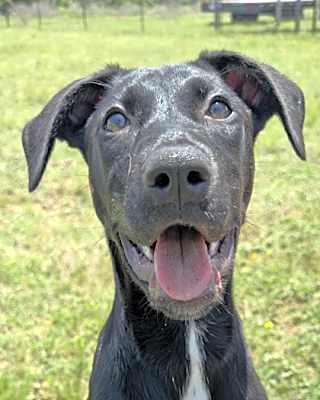 Photo of Tuko #image