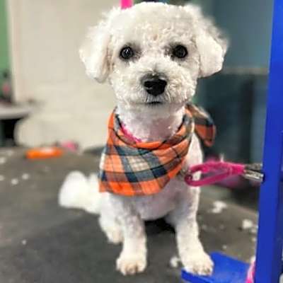 Photo of Scout #image