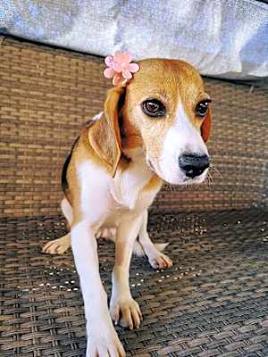 Photo of AYLA #image