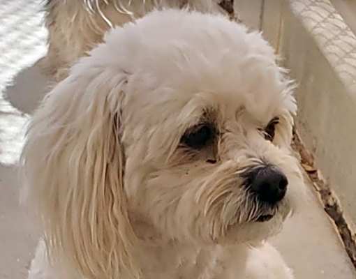 Photo of gracie aka carla #image