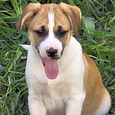 Photo of Pepper #image