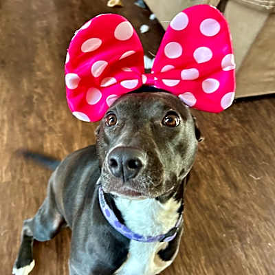 Photo of Lola #image