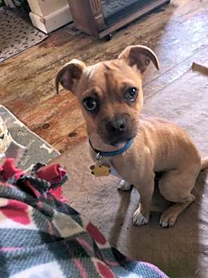 Photo of Bruno #image