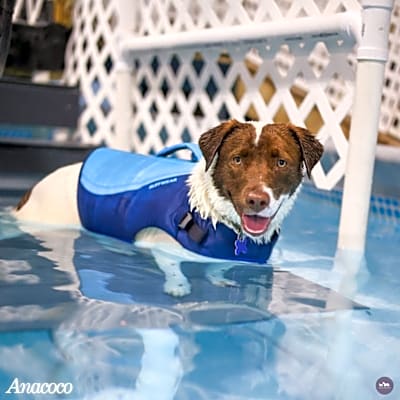 Photo of Anacoco #image