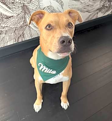 Photo of Milo #image