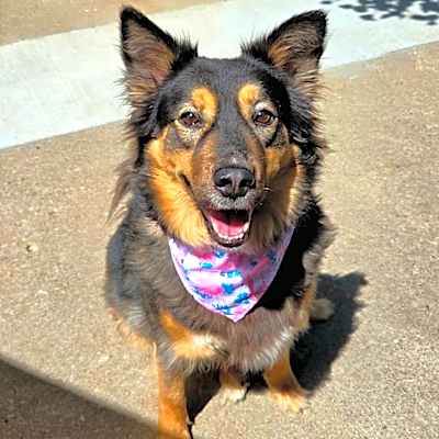 Photo of Honey #image