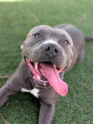 Photo of MR.BLUE #image