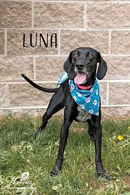 Photo of Luna #image