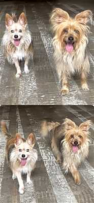 Photo of Rosie & Posie #image