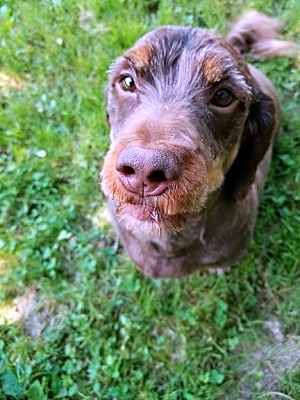 Photo of Dexter-Sponsor #image