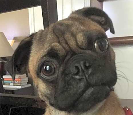 Photo of Jake #image