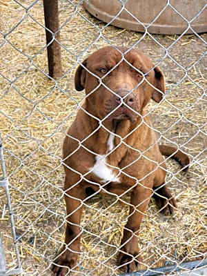 Photo of Rufus #image