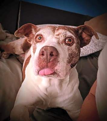 Photo of Layla #image