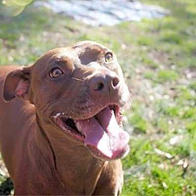 Photo of Shelby #image