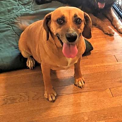 Photo of Lacey #image