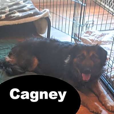 Photo of Cagney #image