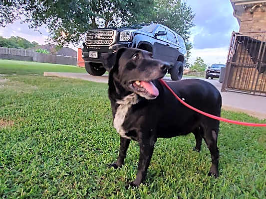 Photo of BANDIT #image