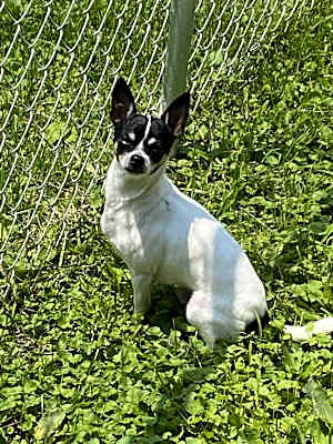 Photo of Bandit #image
