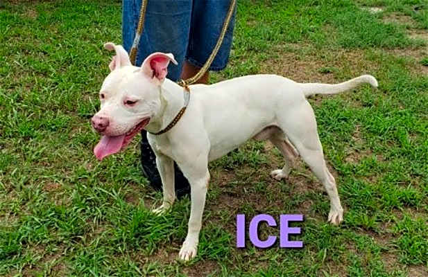 Photo of Ice #image