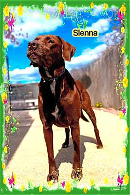 Photo of Sienna #image